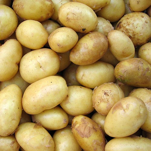 Potato