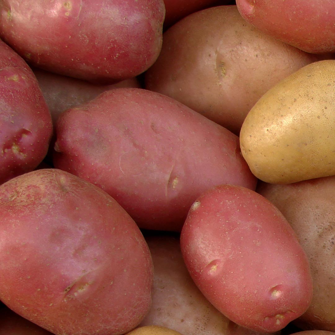 Red potato